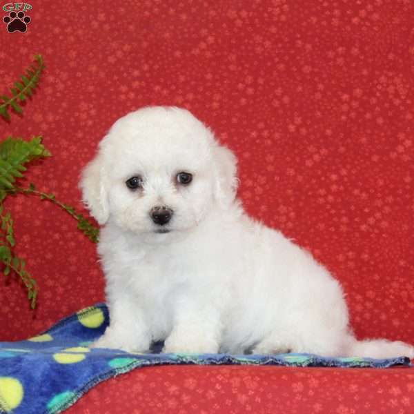 Mickey, Bichon Frise Puppy
